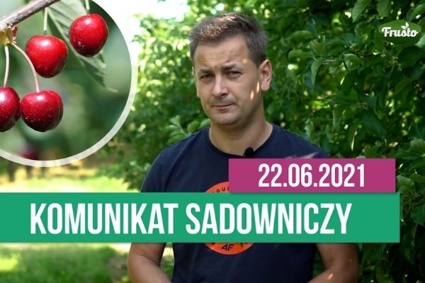 Komunikat sadowniczy 22.06.2021 / zabiegi wapniowe, mączniak jabłoni